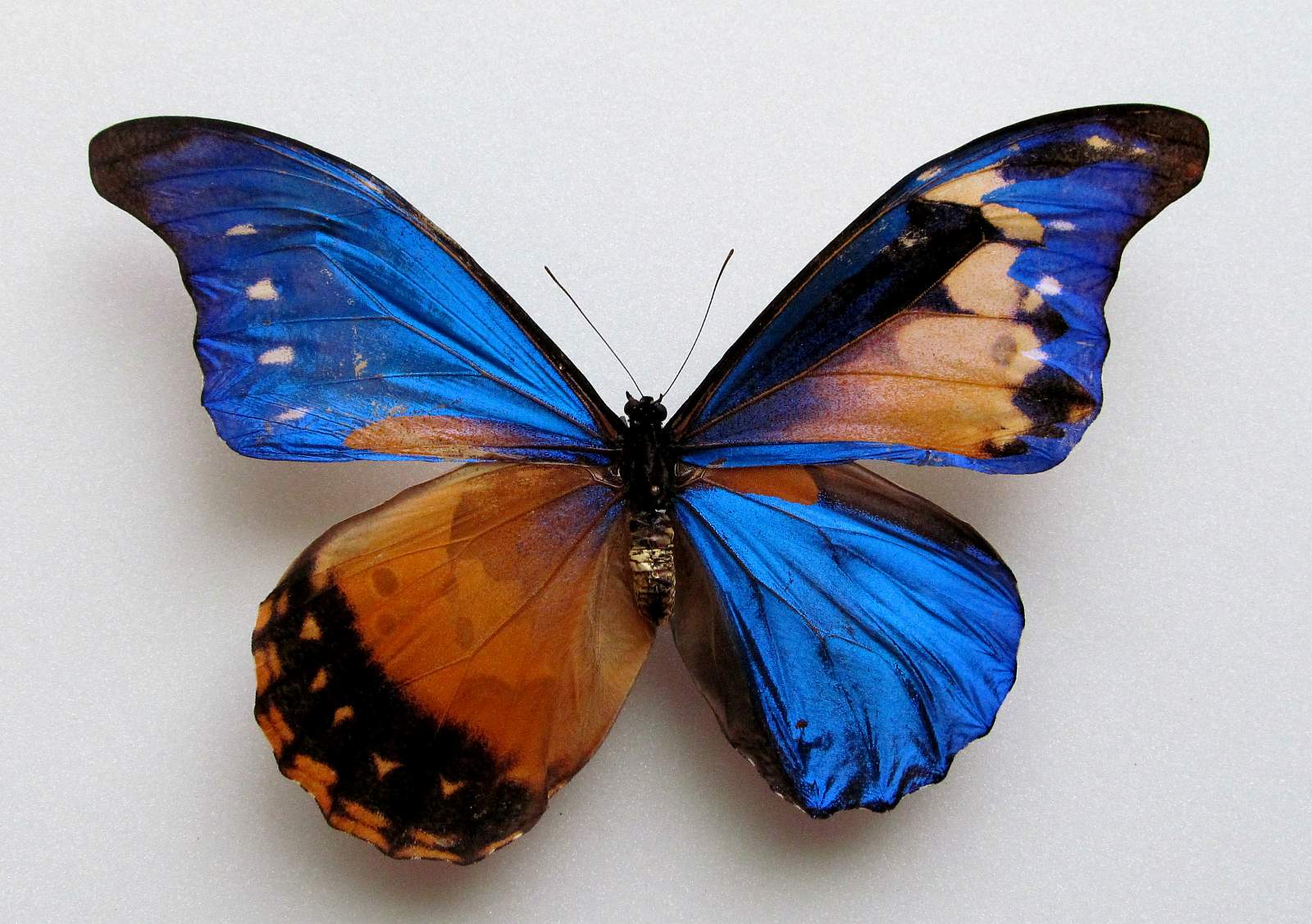 Morpho rhetenor cacica (gynandromorph, Alex Bic 2) (Internet Image property of respective owner, non-commercial use only)